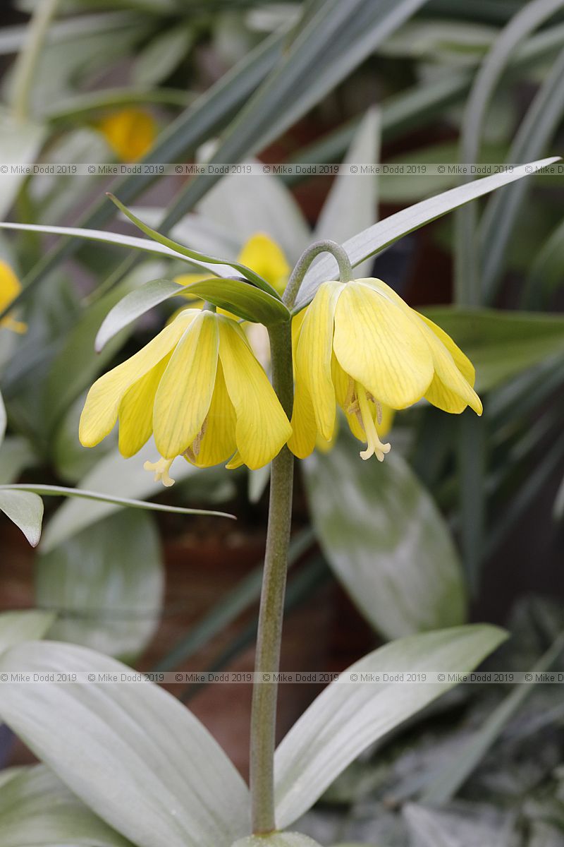 Fritillaria chitralensis