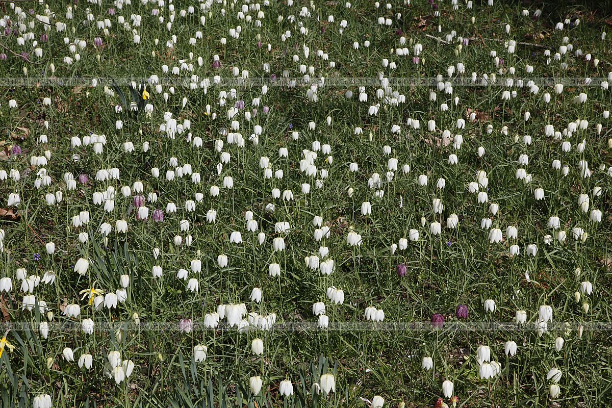 Fritillaria meleagris Fritillary