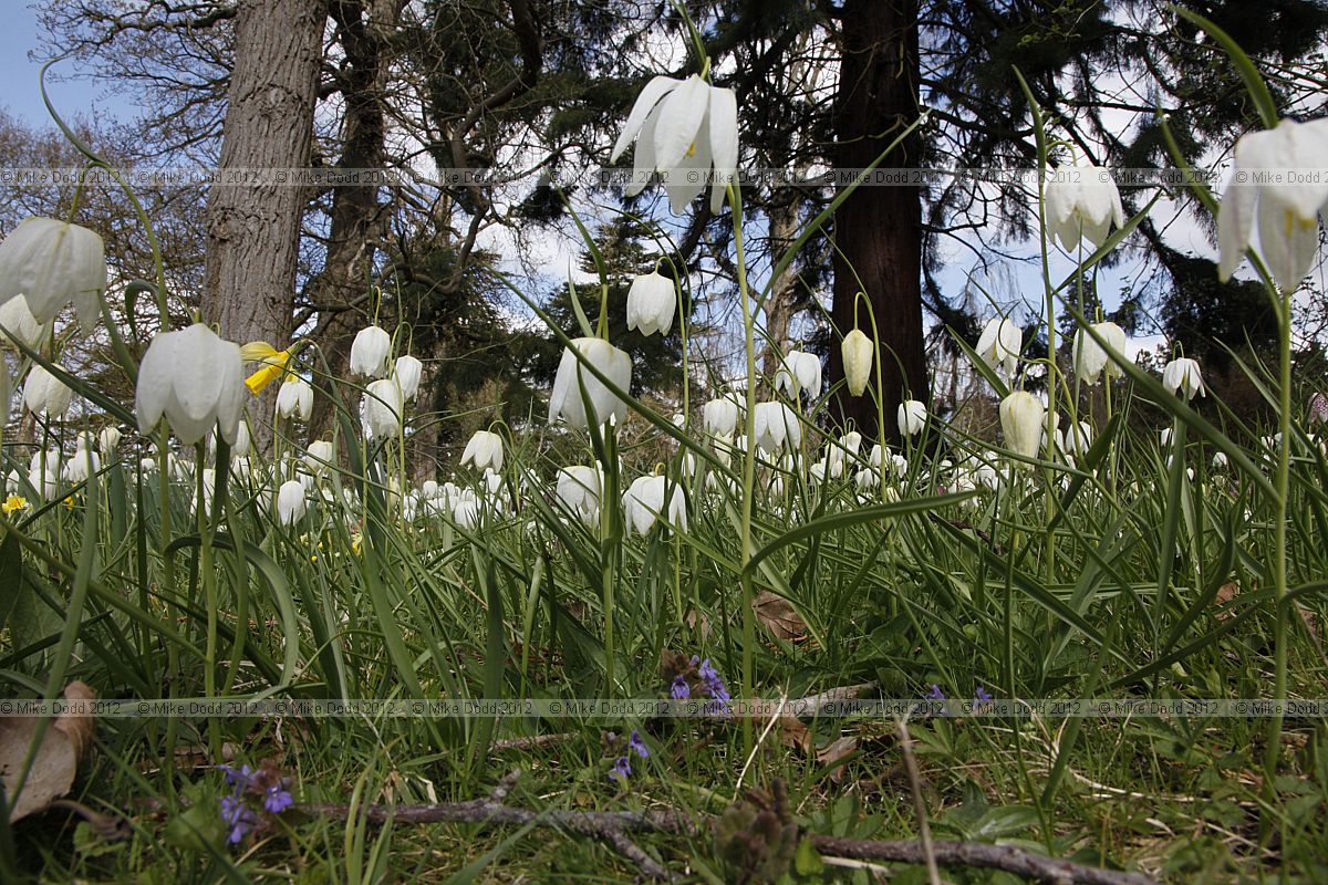 Fritillaria meleagris Fritillary