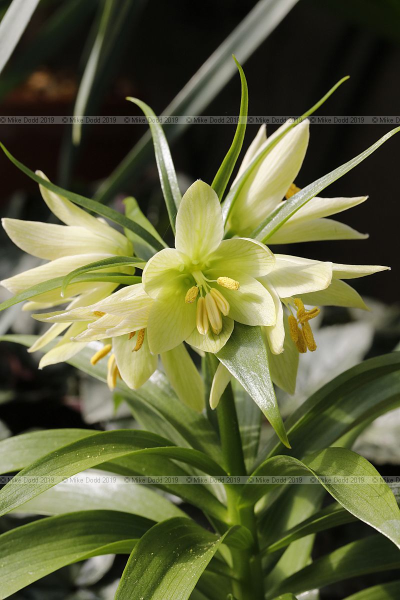 Fritillaria raddeana