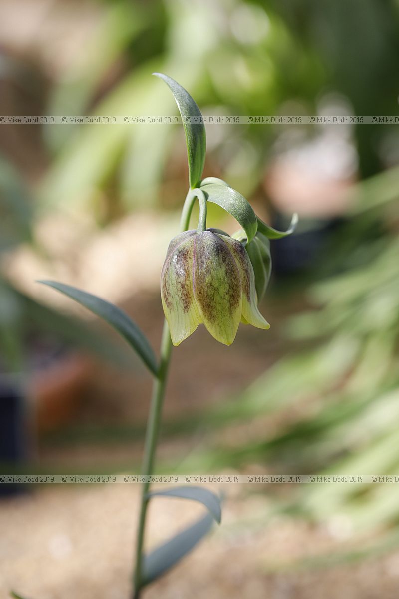 Fritillaria rhodocanakis