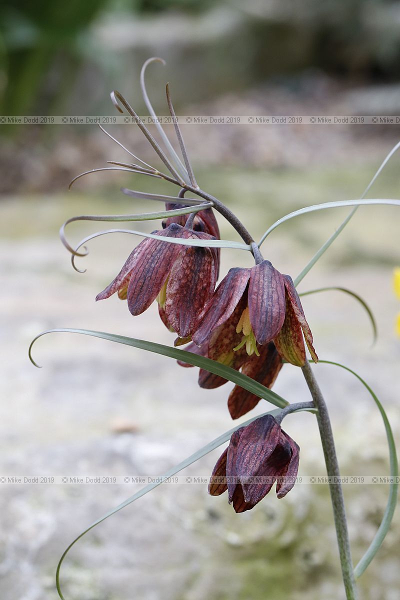 Fritillaria ruthenica