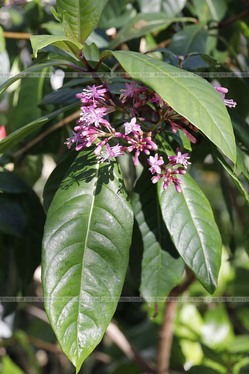 Fuchsia arborescens Lilac fuchsia