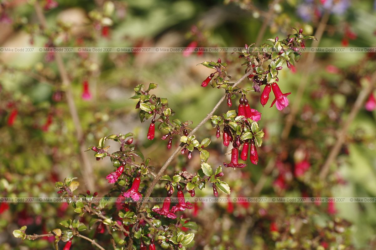 Fuchsia microphylla (?)