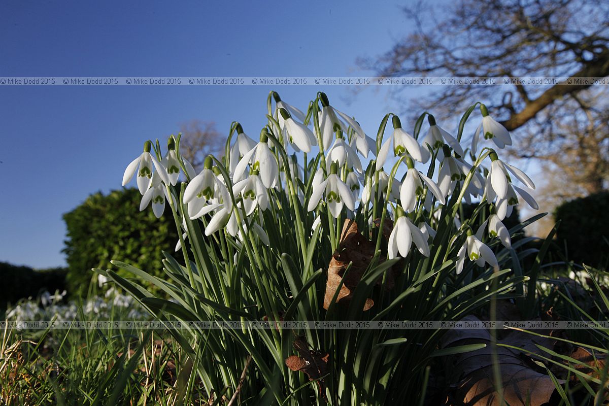 Galanthus nivalis Snowdrop