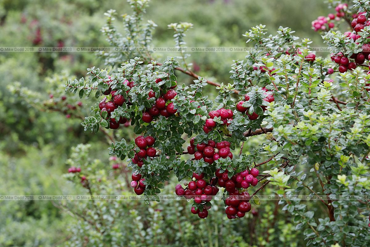 Gaultheria mucronata