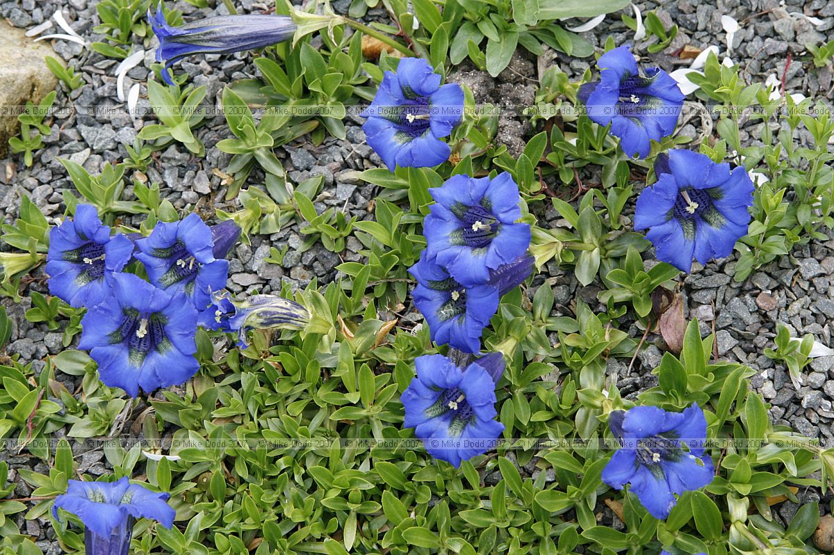 Gentiana acaulis