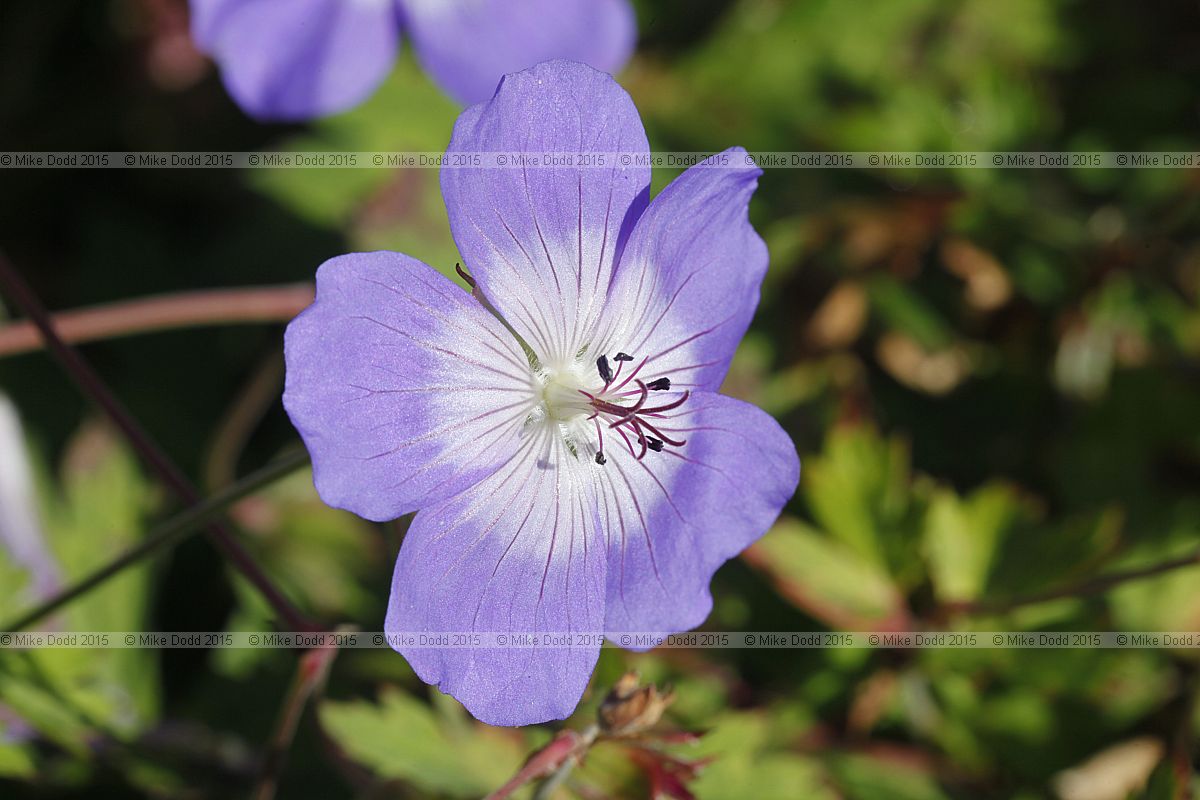 Geranium 'Rozanne'