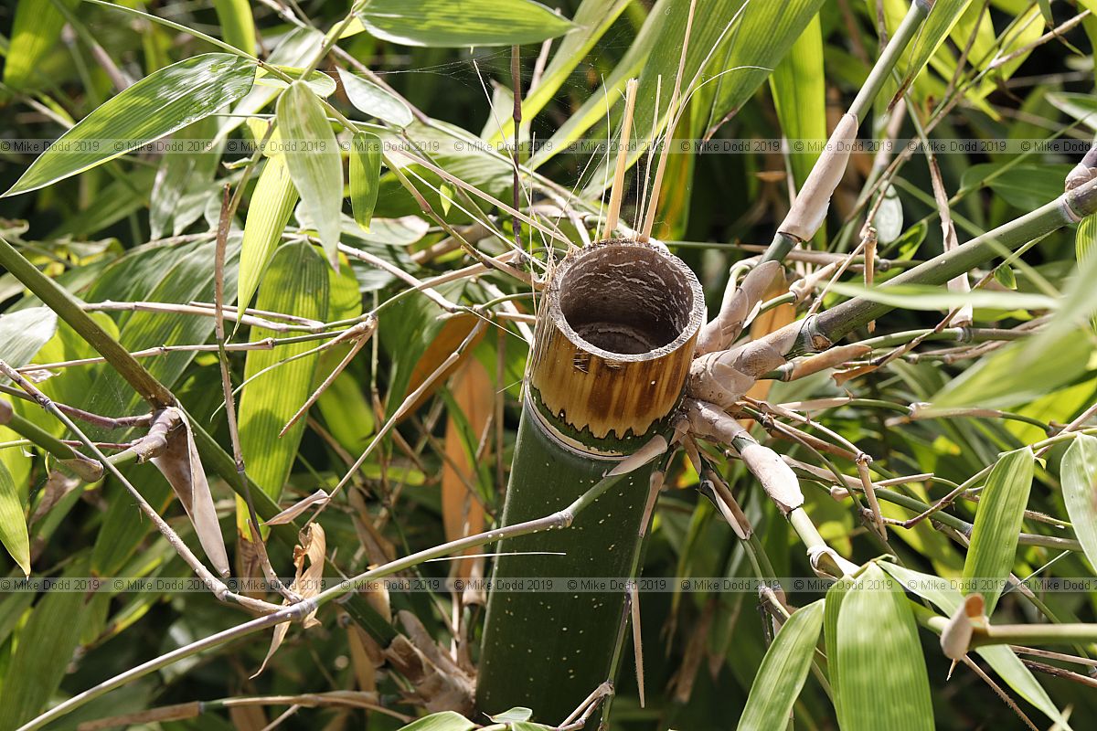 Gigantochloa verticillata Giant bamboo