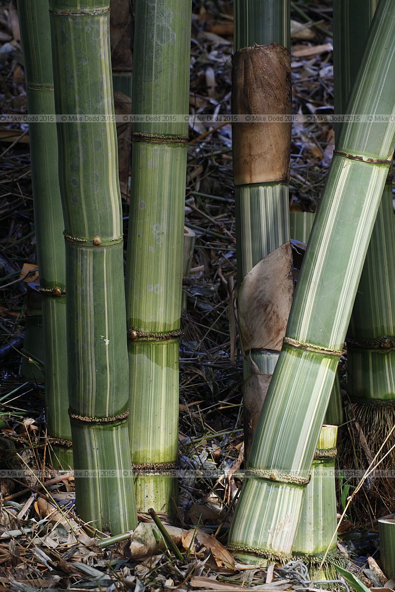 Gigantocholoa Giant Bamboo