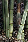 Gigantocholoa Giant Bamboo