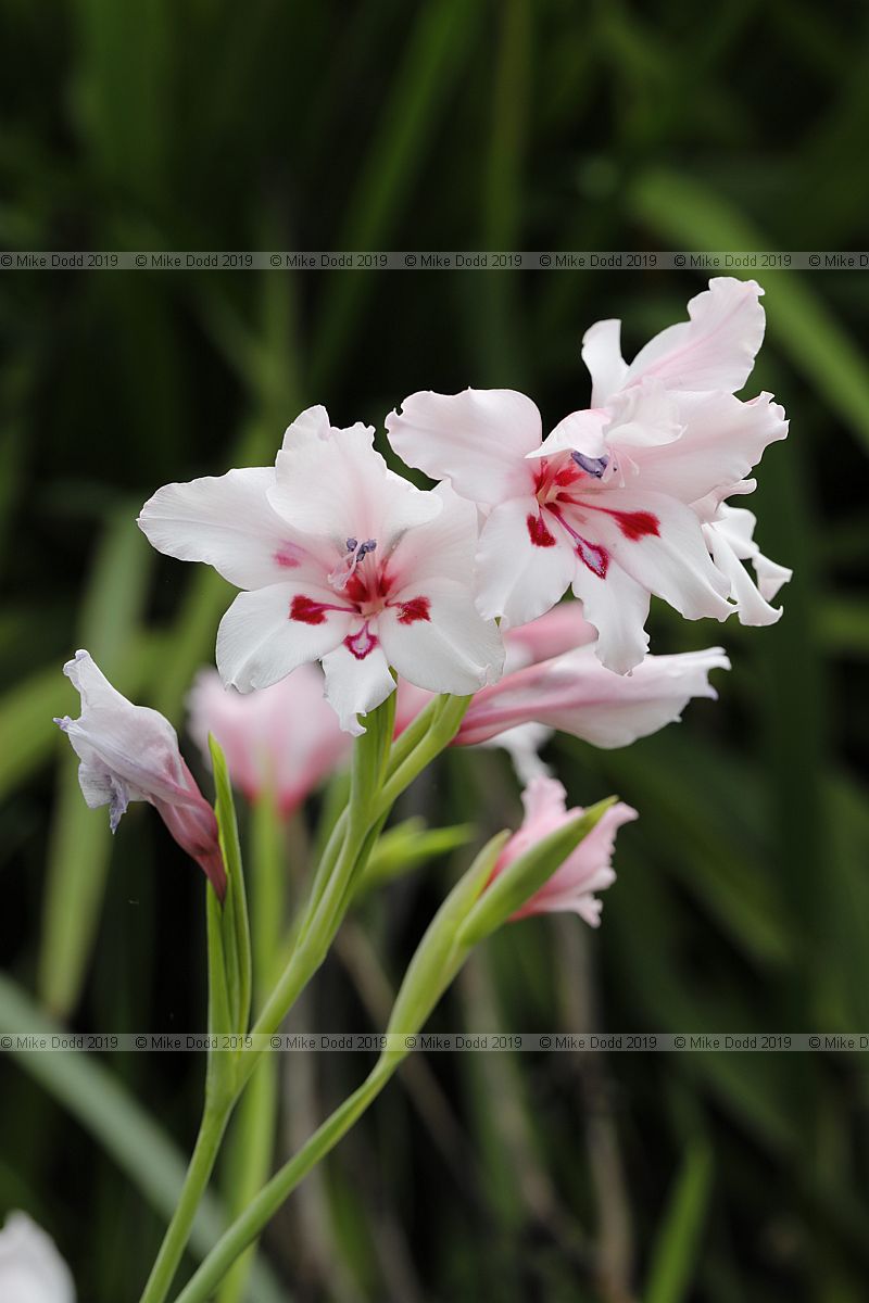 Gladiolus carneus