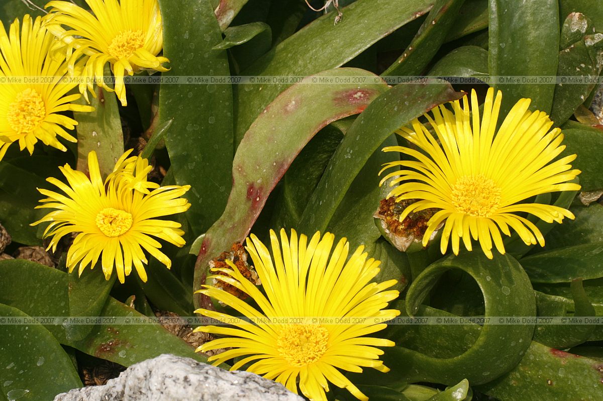 Glottiphyllum longum