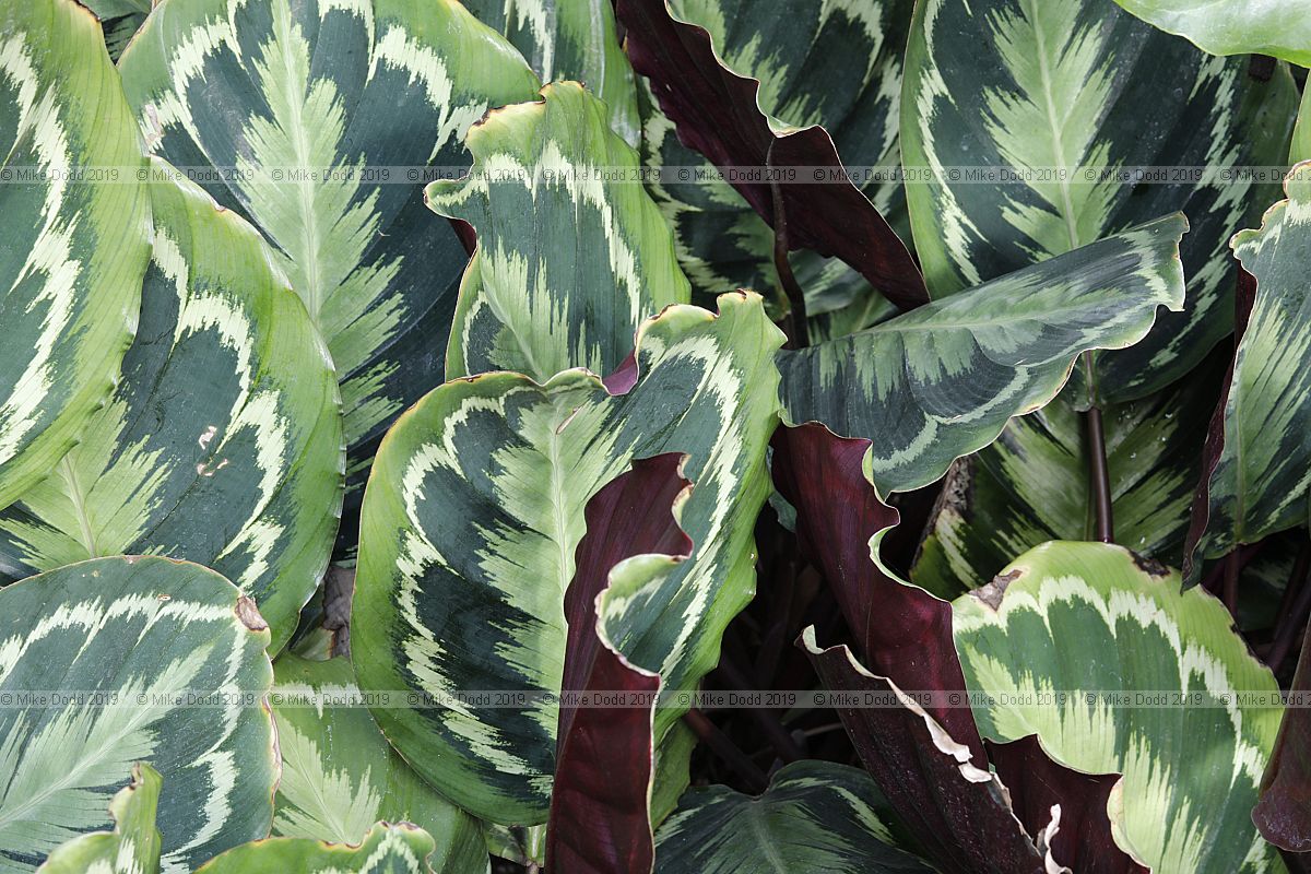 Goeppertia veitchiana 'Medaillon'