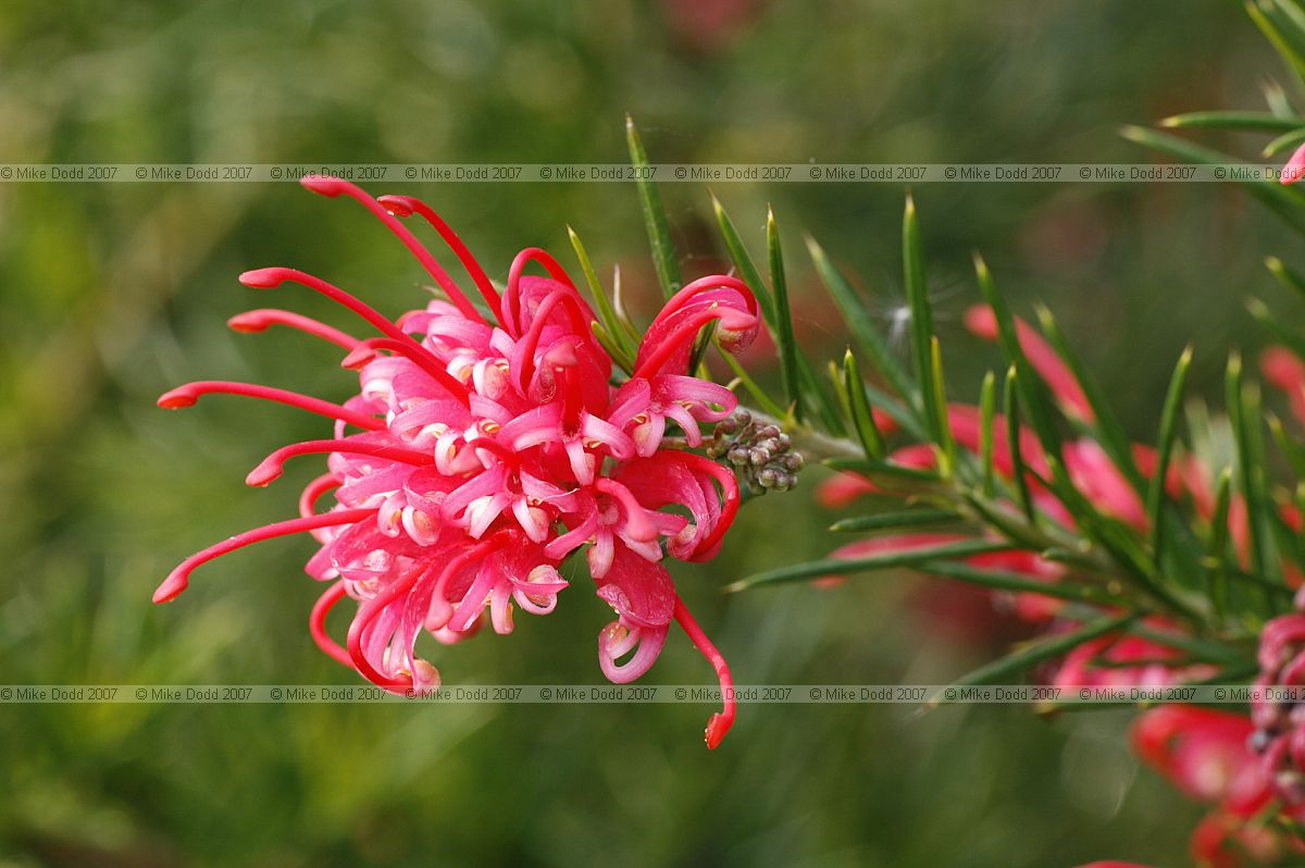 Grevillea rosmarinifolia 'Canberra Gem'