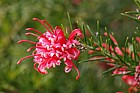 Grevillea rosmarinifolia 'Canberra Gem'