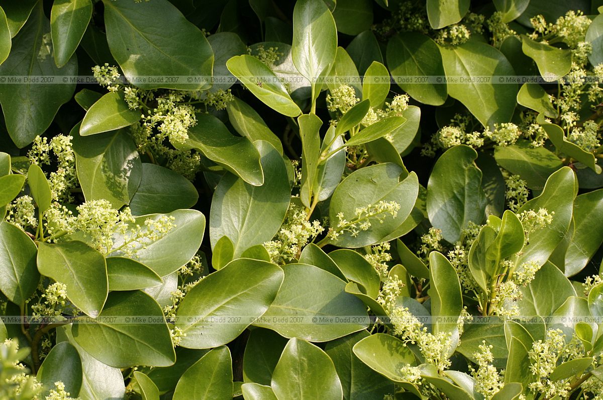 Griselinia littoralis