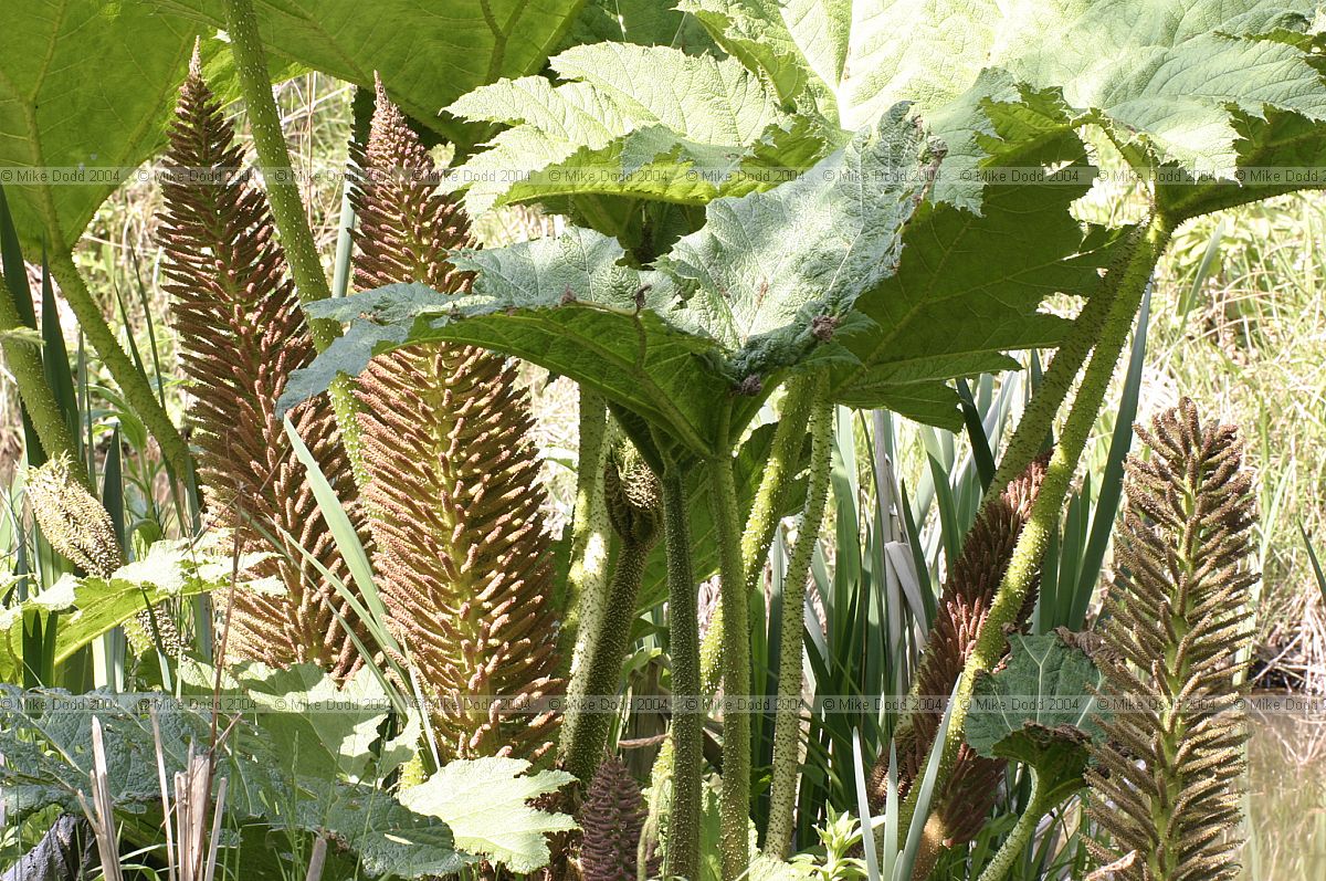 Gunnera