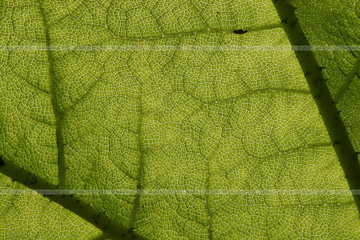 Gunnera manicata Brazilian Giant Rhubarb
