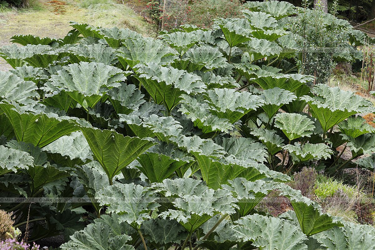 Gunnera manicata