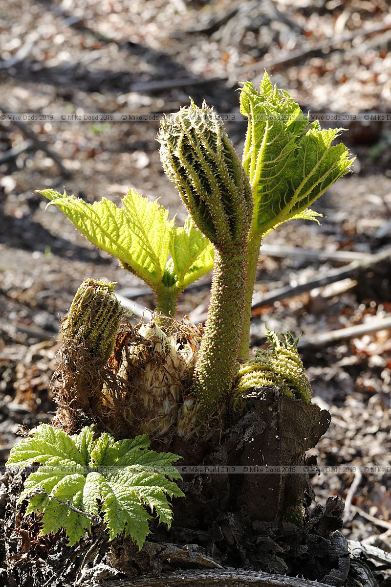 Gunnera manicata
