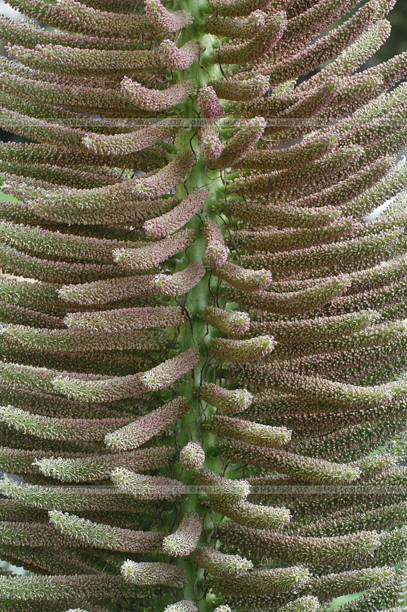 Gunnera manicata flowers