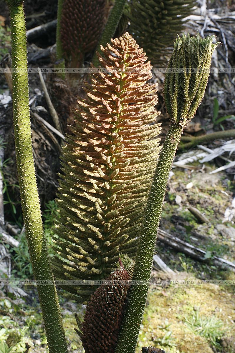 Gunnera manicata flowers