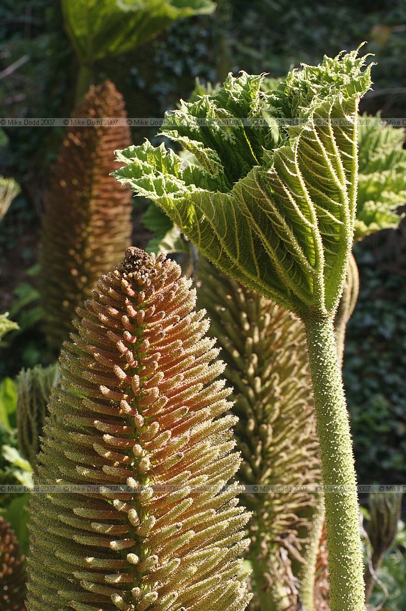 Gunnera manicata flowers