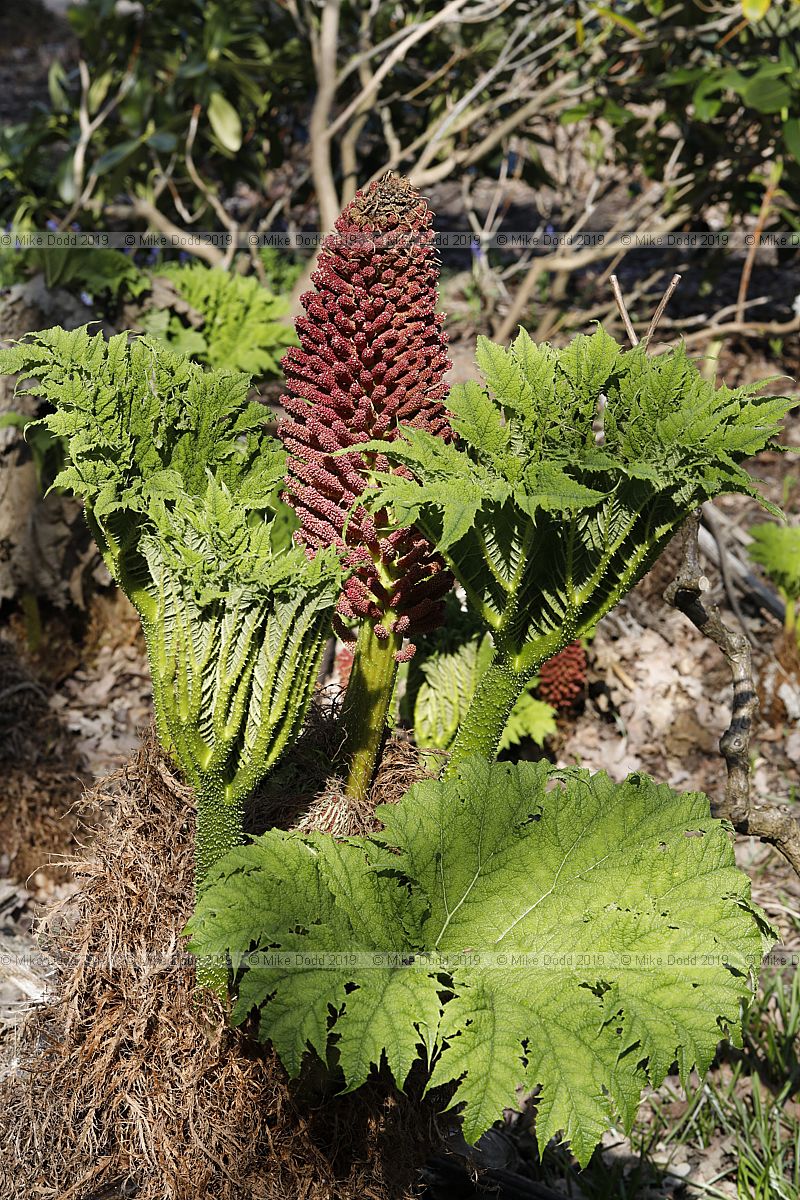 Gunnera tinctoria
