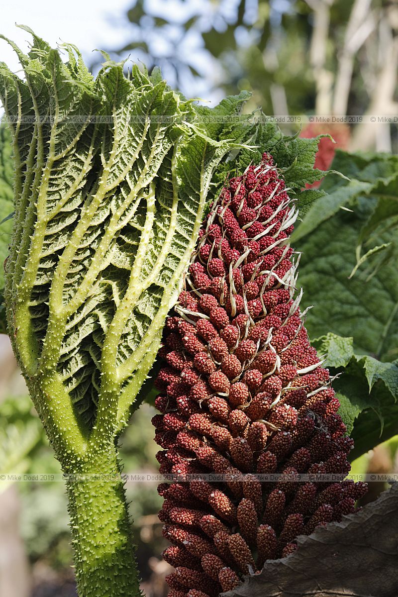 Gunnera tinctoria