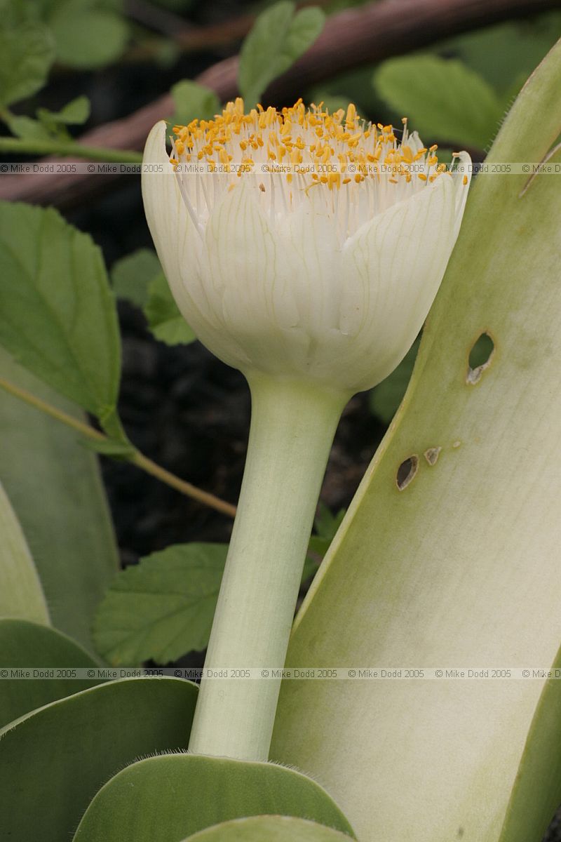 Haemanthus albiflos