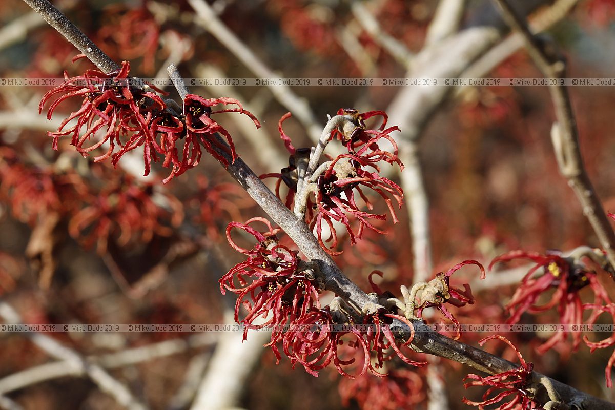 Hamamelis x intermedia 'Rubin'