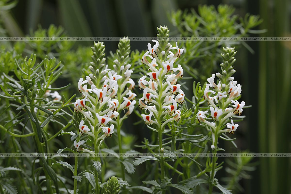 Hebenstretia dentata