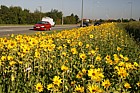 Helianthus annuus Sunflowers on roadside