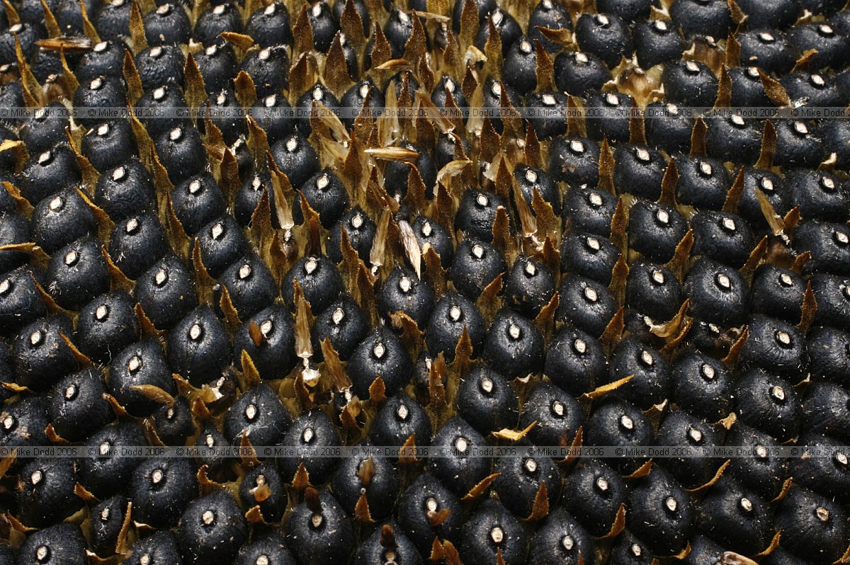 Helianthus annuus Sunflower seed head