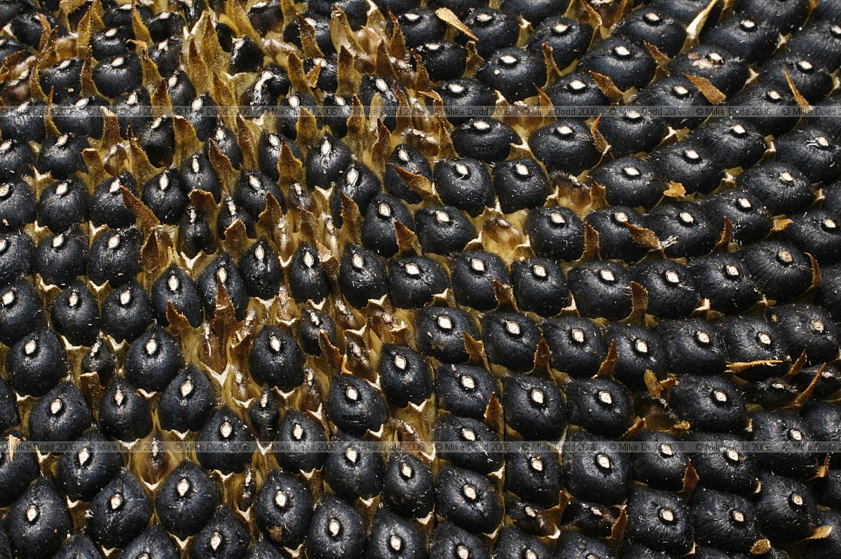 Helianthus annuus Sunflower seed head