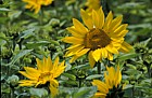 Helianthus annuus Sunflowers