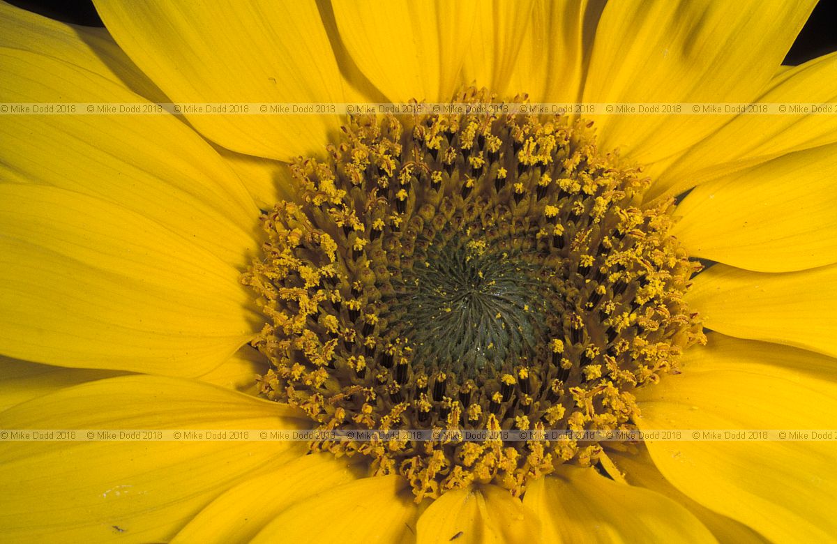 Helianthus annuus Sunflowers