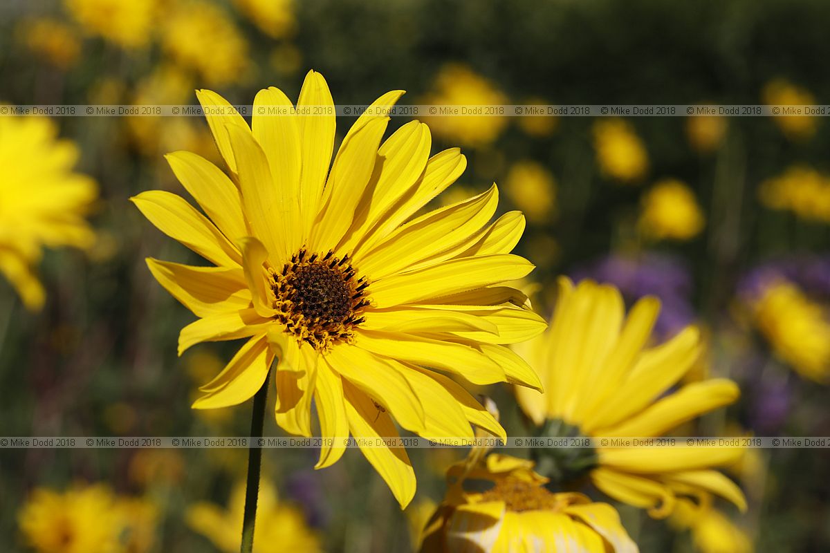 Helianthus x laetiflorus