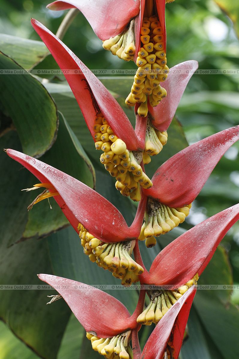 Heliconia sp False bird of paradise