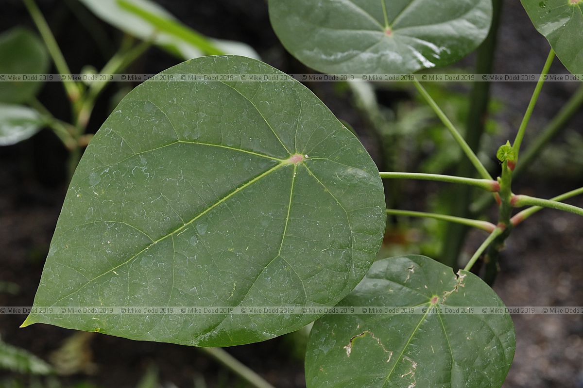 Hernandia peltata Sea hearse