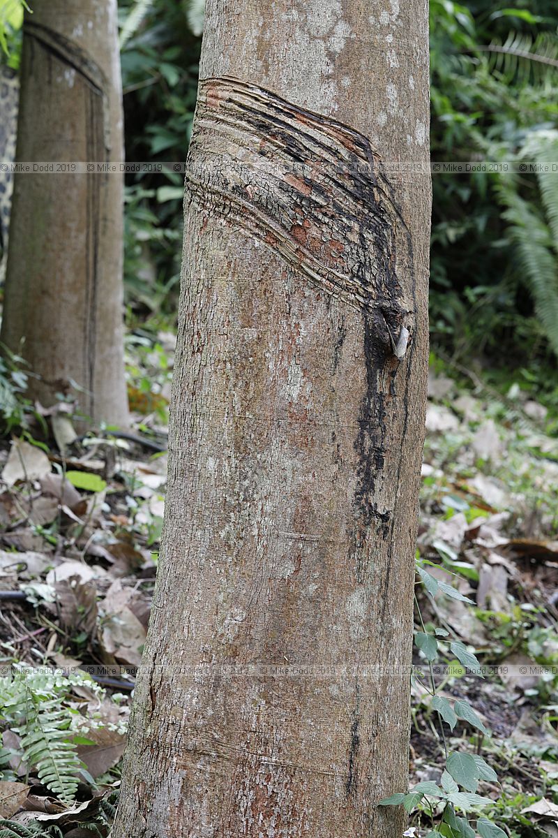 Hevea brasiliensis Para rubber