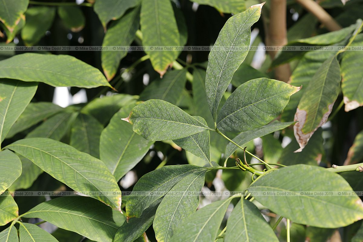 Hevea brasiliensis Para rubber