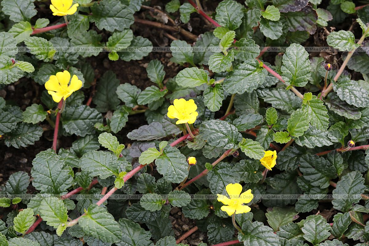 Hibbertia grossulariifolia