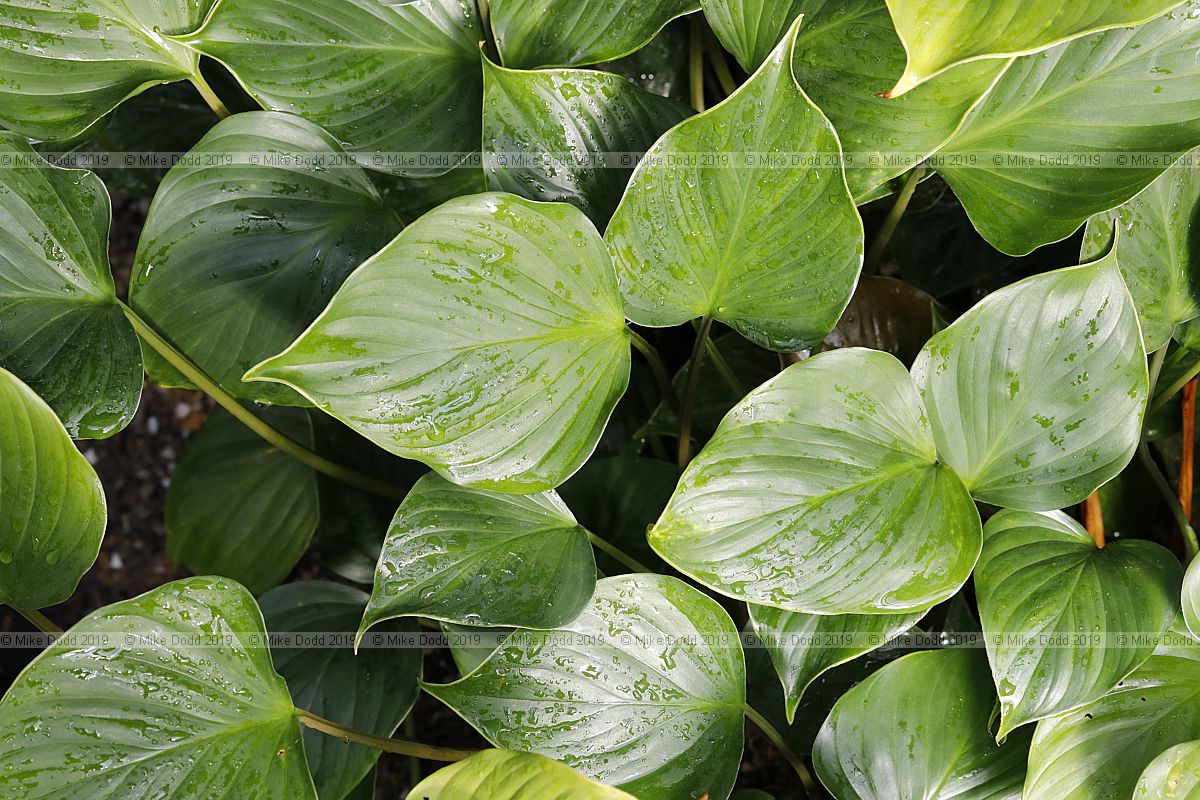 Homalomena deltoidea