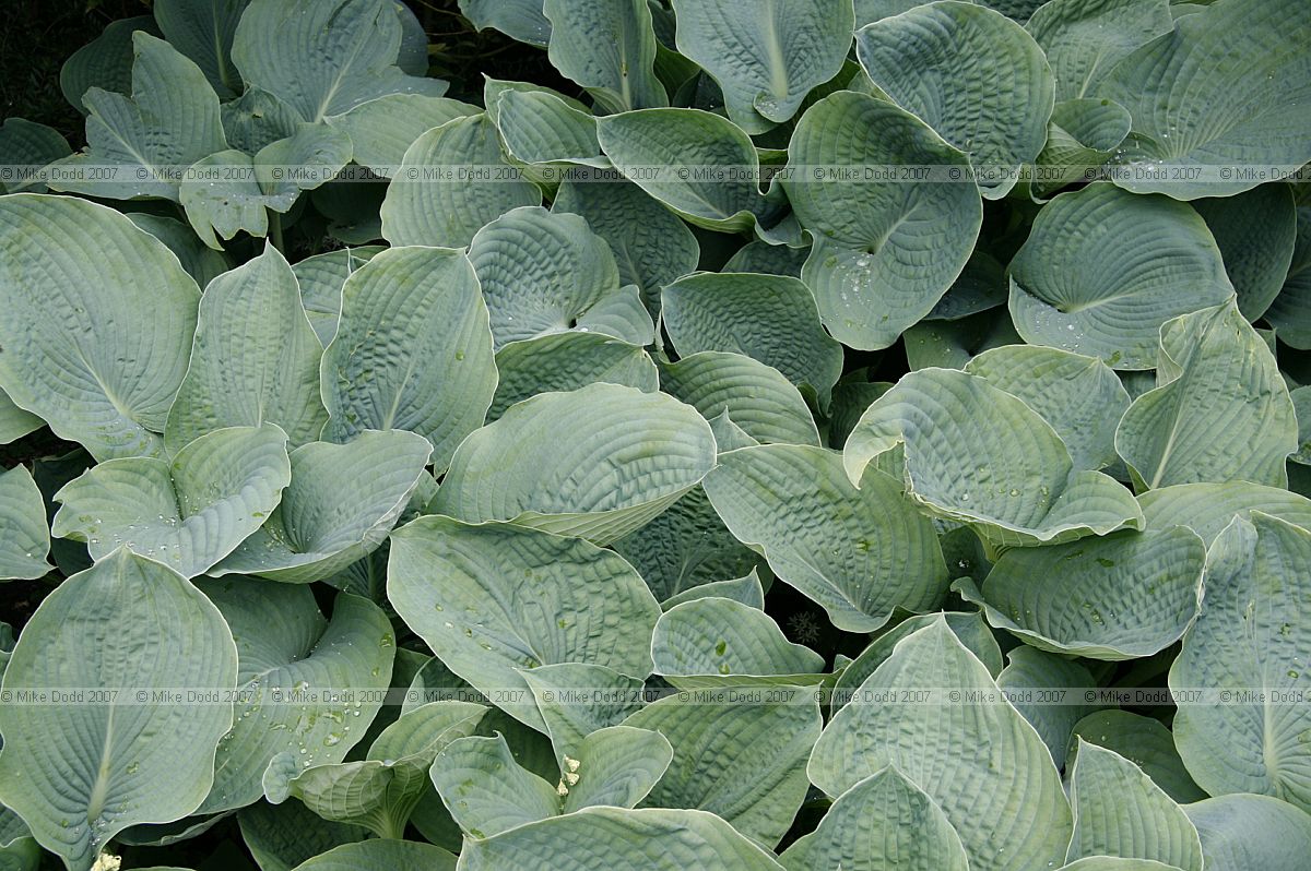 Hosta