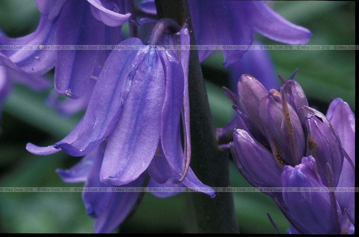 Hyacinthoides hispanica