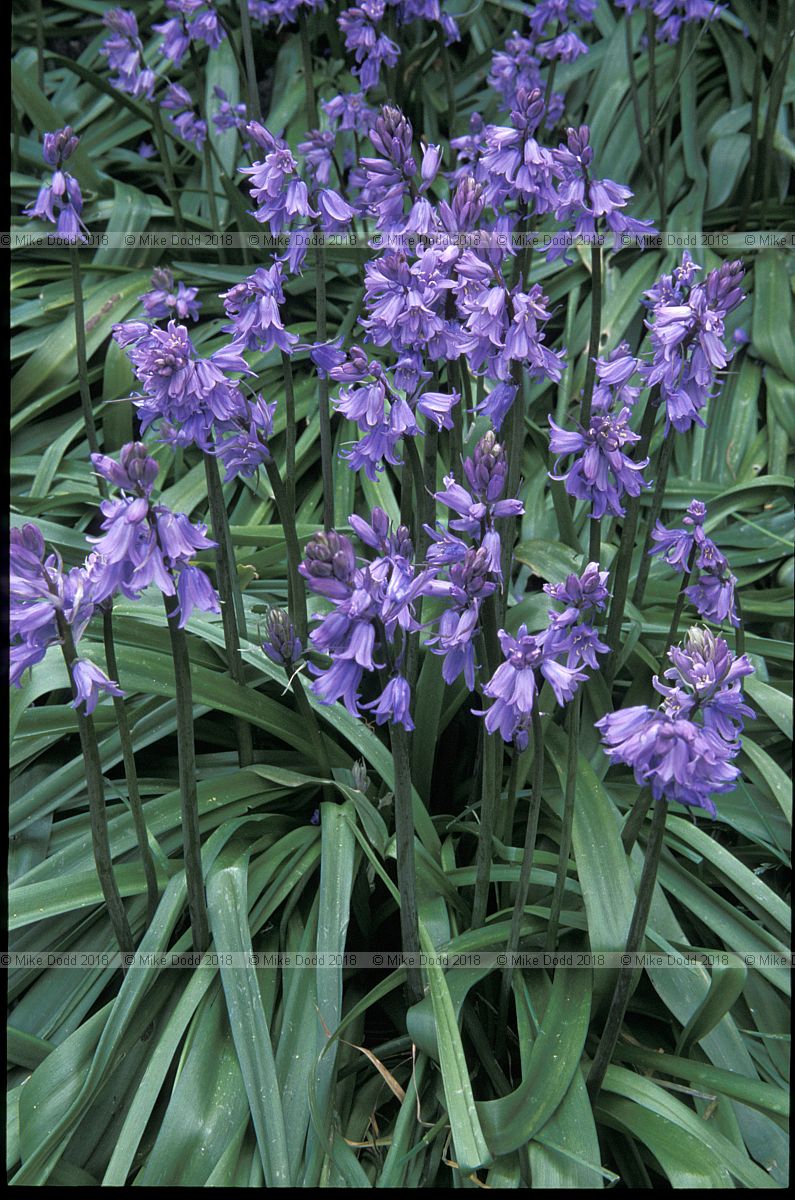 Hyacinthoides hispanica