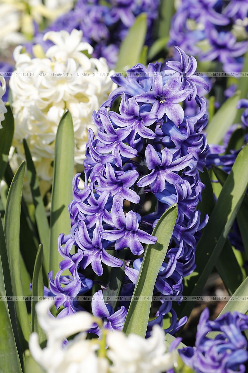 Hyacinthus orientalis 'Blue Jacket' blue and Hyacinthus orientalis 'City of Haarlem' cream