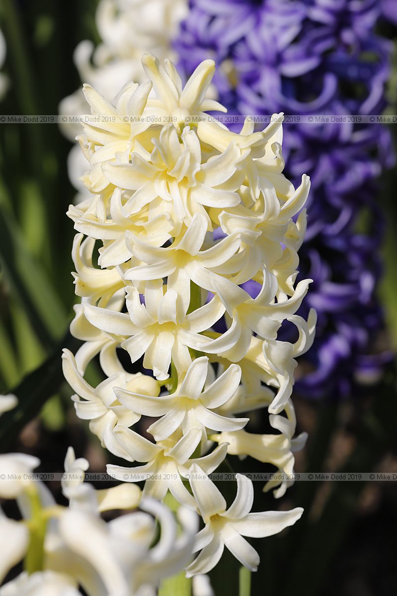 Hyacinthus orientalis 'Blue Jacket' blue and Hyacinthus orientalis 'City of Haarlem' cream